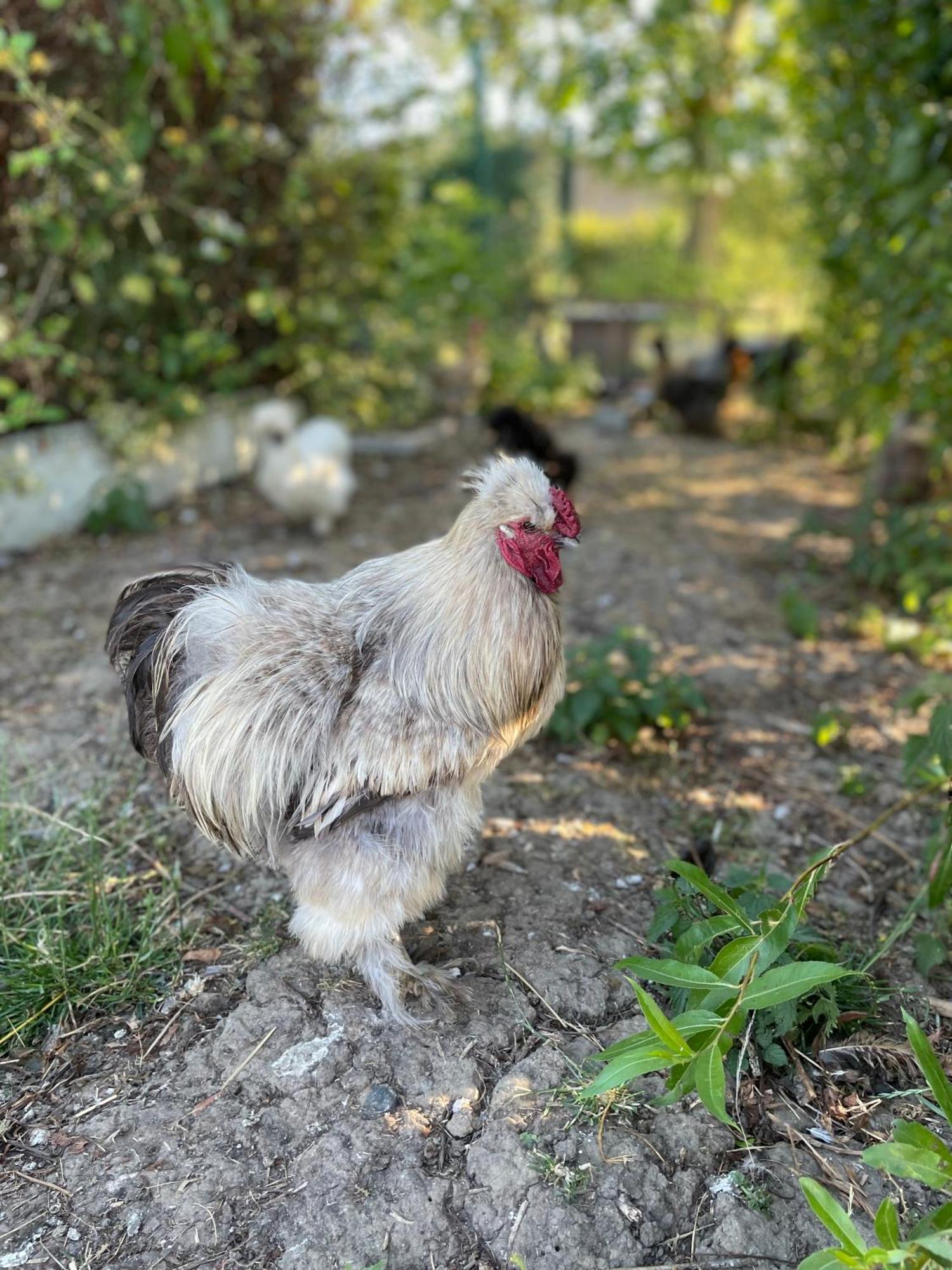 La Ferme Du Paradis Merris Zewnętrze zdjęcie