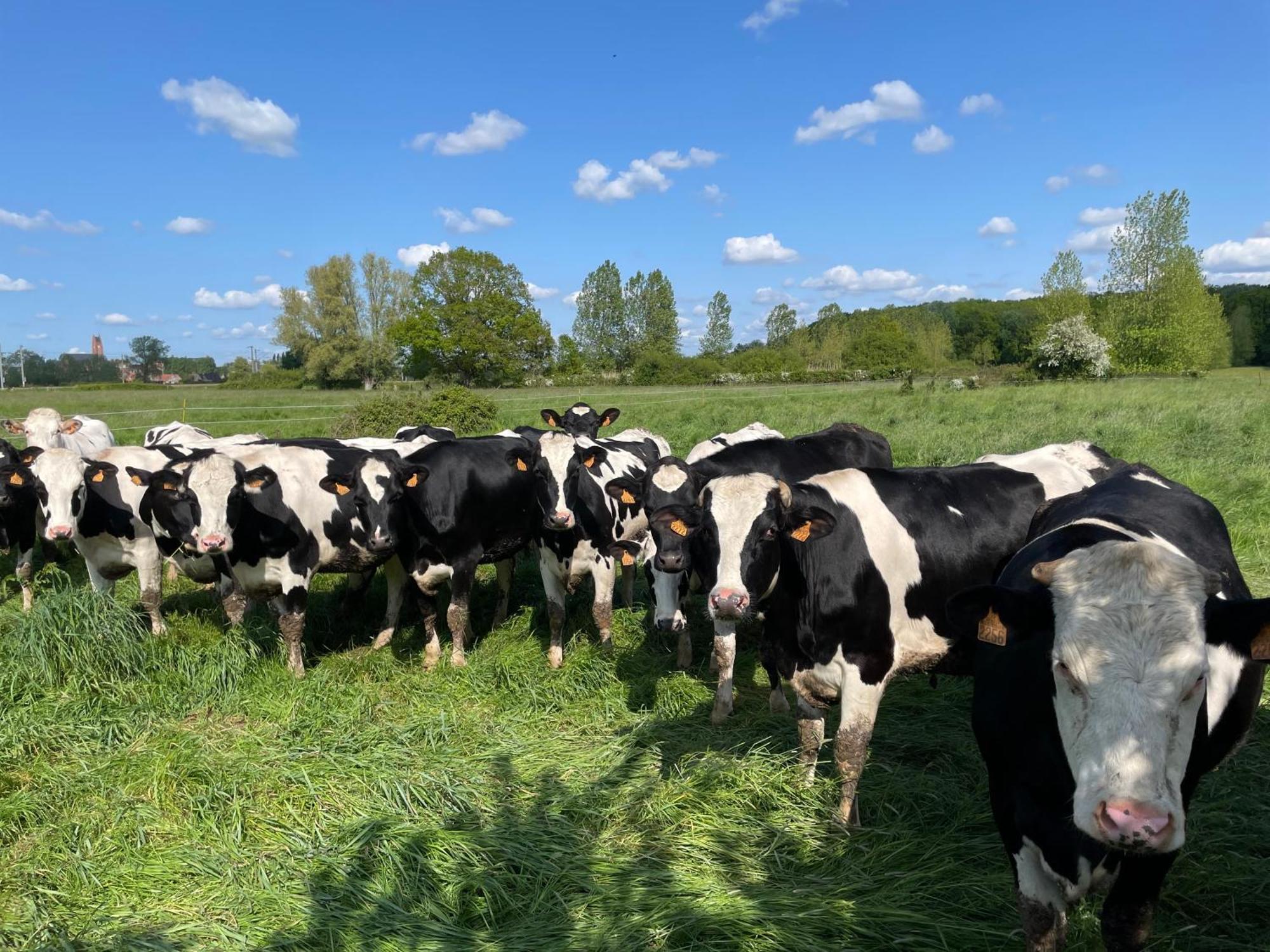 La Ferme Du Paradis Merris Zewnętrze zdjęcie