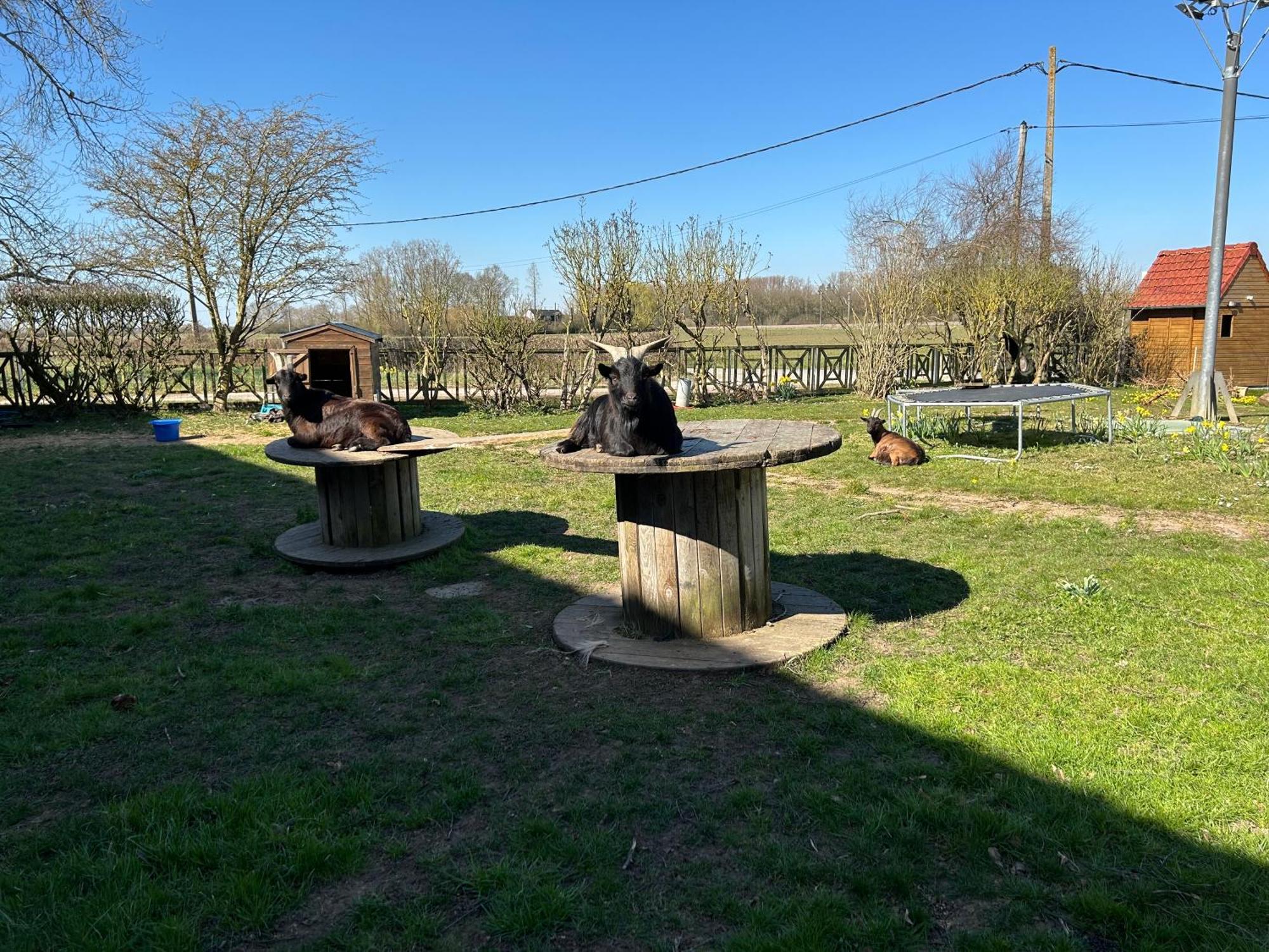 La Ferme Du Paradis Merris Zewnętrze zdjęcie